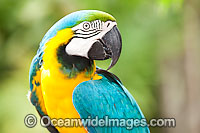 Blue-and-yellow Macaw Ara ararauna Photo - Gary Bell