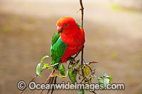Australian King Parrot male Photo - Gary Bell