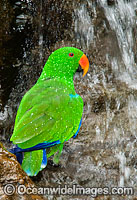 Eclectus Parrot Eclectus roratus Photo - Gary Bell