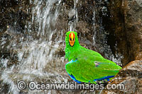 Eclectus Parrot at waterfall Photo - Gary Bell