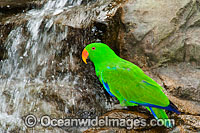 Eclectus Parrot washing at waterfall Photo - Gary Bell