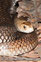 Eastern Brown Snake Photo - Gary Bell