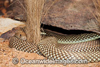 King Brown Snake Photo - Gary Bell