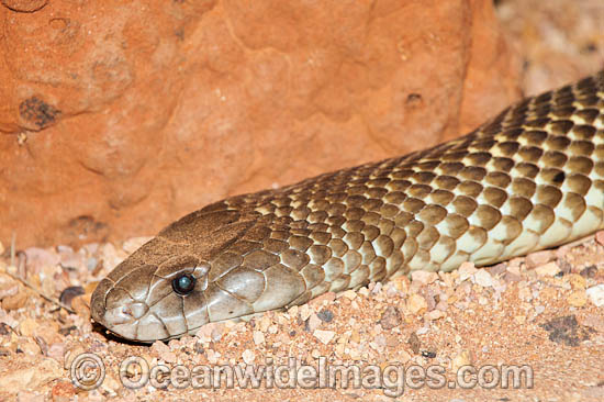 King Brown Snake Pseudechis australis photo