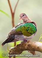 Emerald Dove Photo - Gary Bell