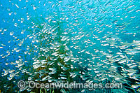 Cardinalfish amongst Black Coral Photo - Gary Bell