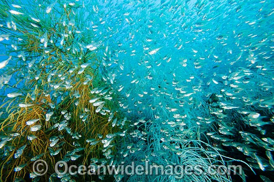 Cardinalfish Black Coral Yongala photo