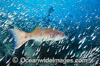 Coral Trout amongst Cardinalfish Photo - Gary Bell