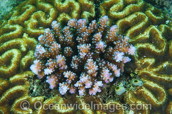 Acropora Coral living in Brain Coral photo