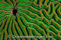 Brain Coral Photo - Gary Bell