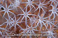 Fan Coral Acalycigorgia sp. Photo - Gary Bell