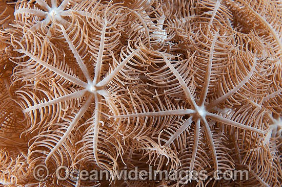 Soft Coral photo