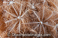 Soft Coral Photo - Gary Bell