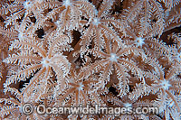 Soft Coral Anthelia sp. Photo - Gary Bell