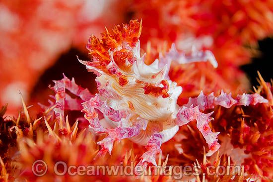 Candy Crab Hoplophrys oatesii photo