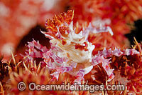 Candy Crab Hoplophrys oatesii Photo - Gary Bell