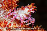 Candy Crab Photo - Gary Bell