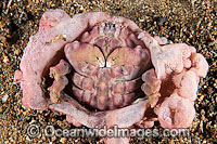 Sponge crab with Sponge Hat Photo - Gary Bell
