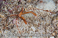 Spider Crab Photo - Gary Bell