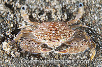 Swimmer Crab Photo - Gary Bell