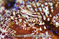 Zebra Urchin Crab on Fire Urchin Photo - Gary Bell