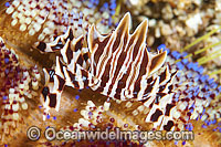 Zebra Urchin Crab on Fire Urchin Photo - Gary Bell