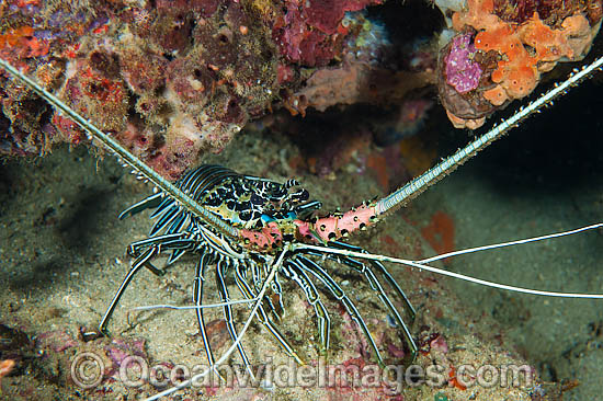 Painted Crayfish Panulirus versicolor photo