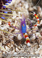 Cleaner Shrimp near Fire Urchin Photo - Gary Bell