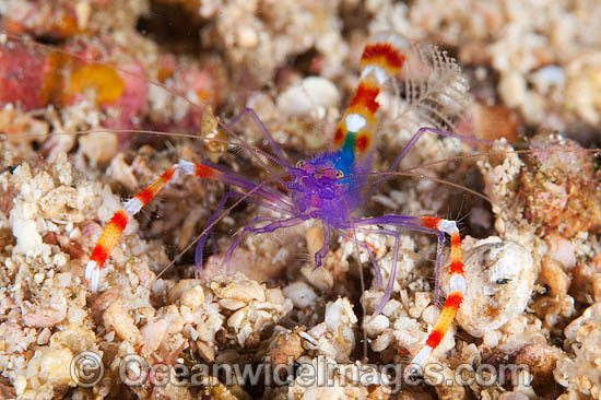 Shrimp Photos, Pictures and Images