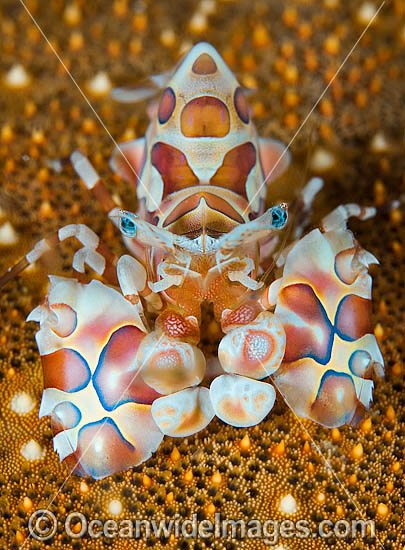 Harlequin Shrimp on Sea Star photo