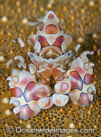 Harlequin Shrimp on Sea Star Photo - Gary Bell