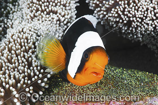 Panda Clownfish with eggs photo