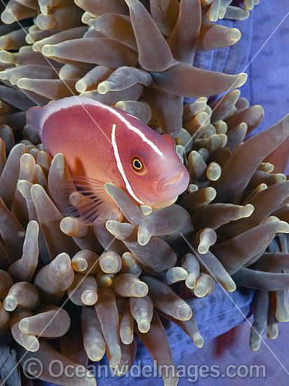Pink Anemonefish in Anemone photo