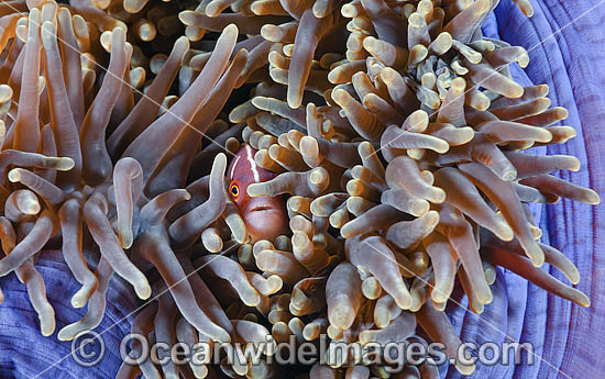 Pink Anemonefish Amphiprion perideraion photo
