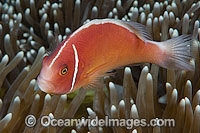 Pink Anemonefish Photo - Gary Bell