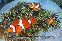 Western Clownfish Amphiprion ocellaris Photo - Gary Bell
