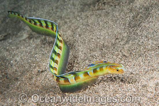 Snake Blenny Xiphasia setifer photo