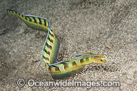 Snake Blenny Xiphasia setifer Photo - Gary Bell