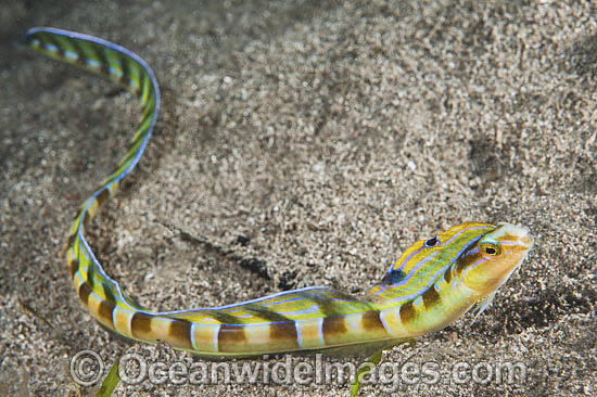 Snake Blenny swimming photo