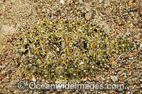 Leopard Flounder Photo - Gary Bell