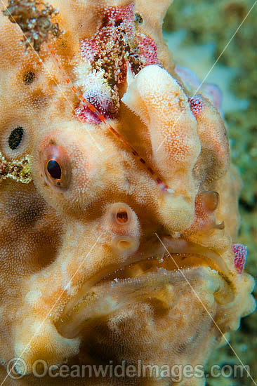 Giant Frogfish Antennarius commersoni photo
