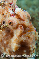 Giant Frogfish Photo - Gary Bell