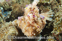 Giant Frogfish Antennarius commersoni Photo - Gary Bell