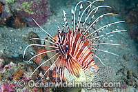 Clearfin Lionfish Photo - Gary Bell