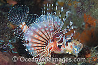 Zebra Lionfish Dendrochirus zebra Photo - Gary Bell