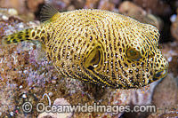 Starry Pufferfish Photo - Gary Bell