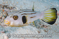 Narrow-lined Pufferfish Arothron manilensis Photo - Gary Bell