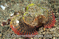 False Stonefish Photo - Gary Bell