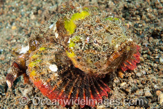 False Stonefish Scorpaenopsis diabolus photo