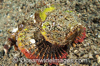 False Stonefish Scorpaenopsis diabolus Photo - Gary Bell